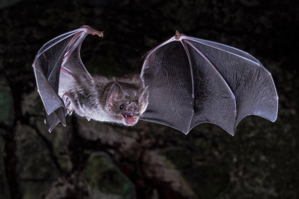 Los científicos descubren cómo los murciélagos vampiros adquirieron el gusto por la sangre Foto: AP