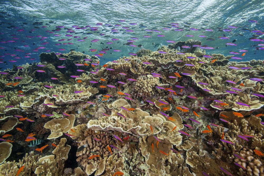 La Gran Barrera de Coral sufre blanqueamiento generalizado