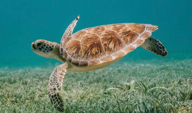 Oceana evalúa el estado de las tortugas y ballenas en áreas naturales protegidas en México Foto: Oceana