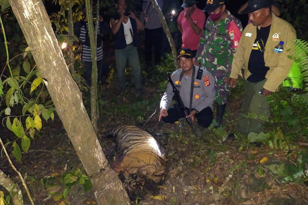 En Indonesia 3 tigres de especie amenazada mueren en trampas