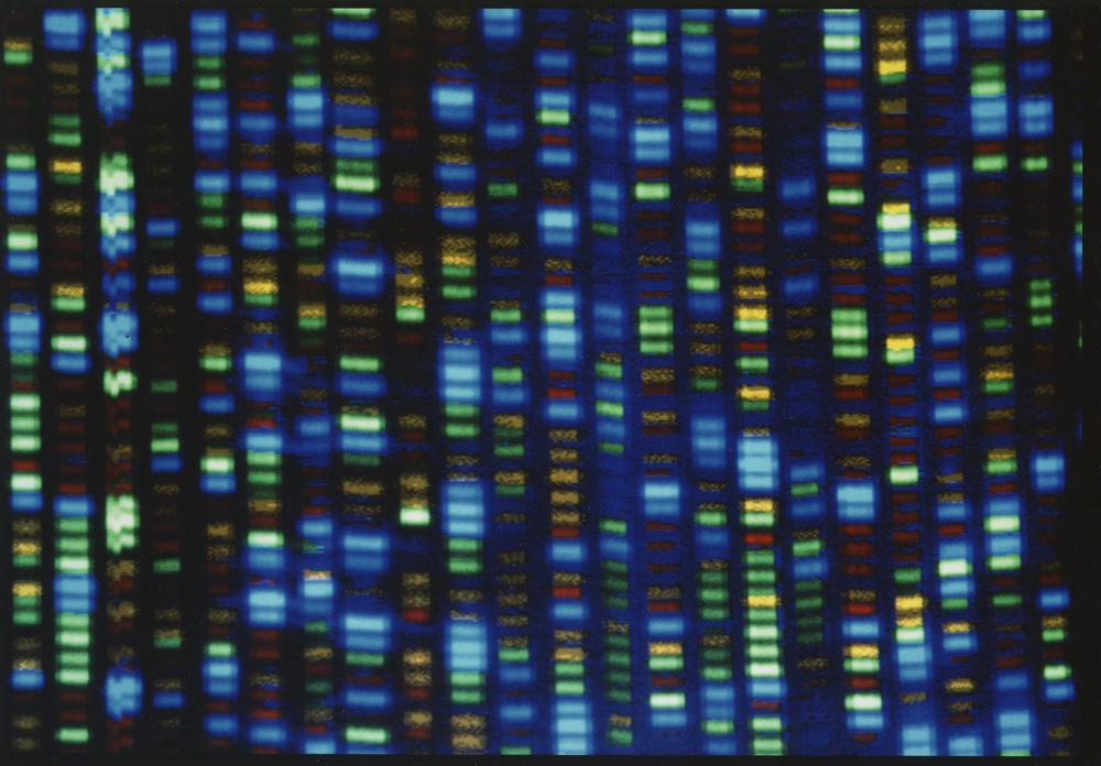Los científicos finalmente terminan de decodificar el genoma humano completo Foto: AP