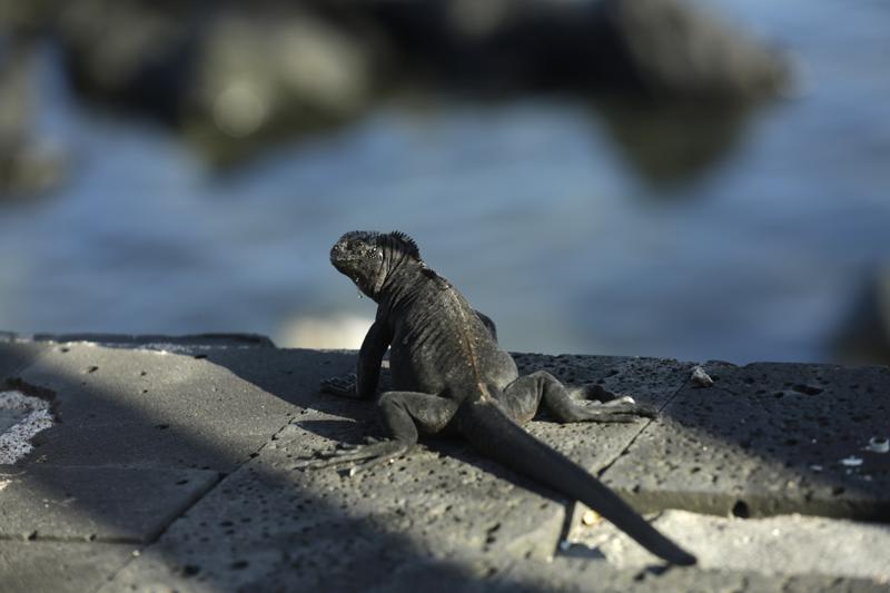 Estudio: Más de 5ta parte de los reptiles están en peligro Foto: AP
