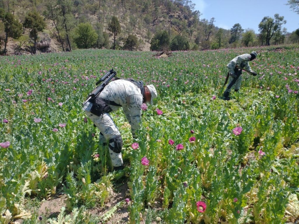 En Chihuahua, GN localizó y destruyó 3 mil metros cuadrados de plantío de amapola