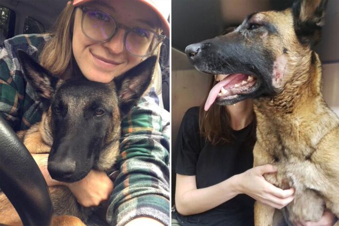 Perro defiende a mujer durante ataque de puma en California
