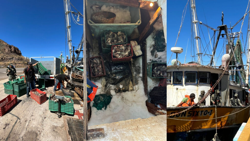 SEMAR y CONAPESCA aseguraron embarcación con producto marino que se encuentra en temporada de veda, en Guaymas, Sonora