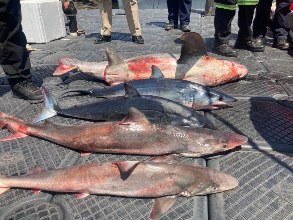 SEMAR: Autoridades federales aseguran embarcación con producto pesquero en veda *FOTOS SEMAR / CONAPESCA