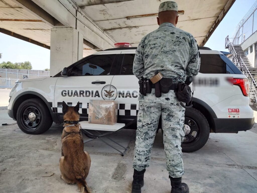 Binomios caninos de la Guardia Nacional localizaron marihuana en empresas de mensajería y paquetería *FOTOS GN