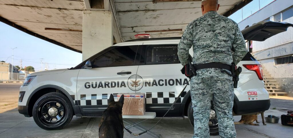GN decomisó paquetes con marihuana y semillas del enervante en Jalisco