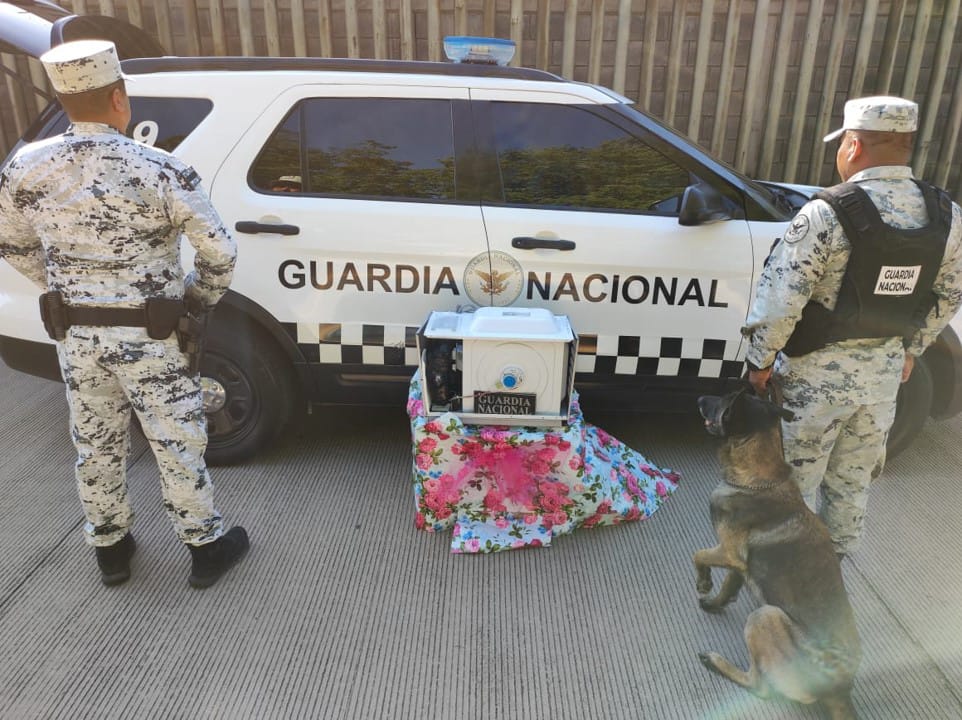 Con apoyo de binomios caninos, Guardia Nacional localiza metanfetamina oculta en microondas *FOTOS GN