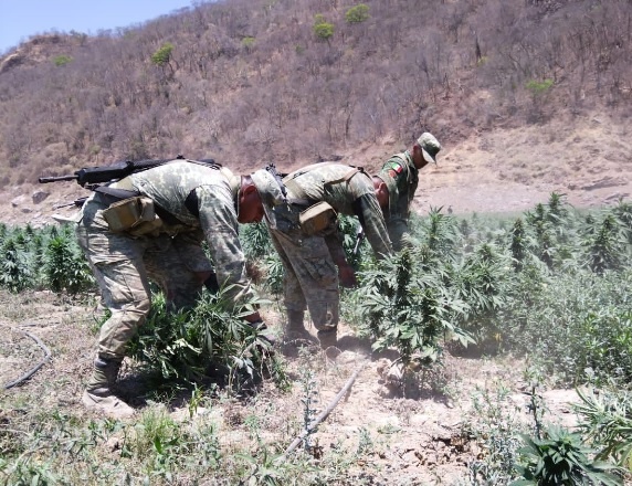 SEDENA y FAM localizaron y destruyeron 6 plantíos de marihuana en Durango Fotos SEDENA