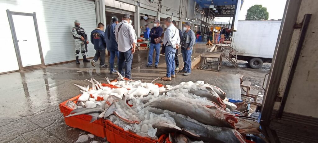 GN y Conapesca aseguraron en CDMX 800 kilos de carne de tiburón por temporada de veda