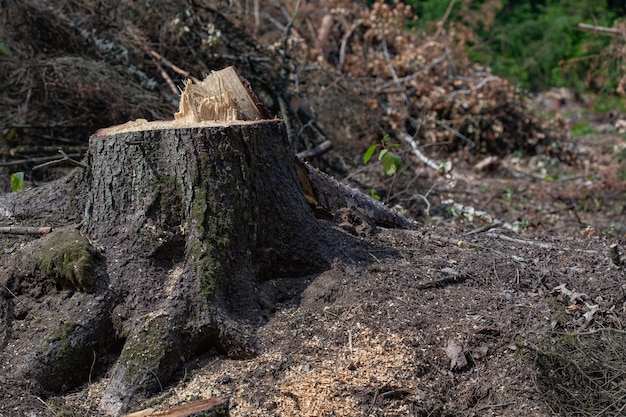 “Tren Maya” podría potencializar el tráfico ilegal de maderas: Alejandro Desfassiaux Foto: Internet