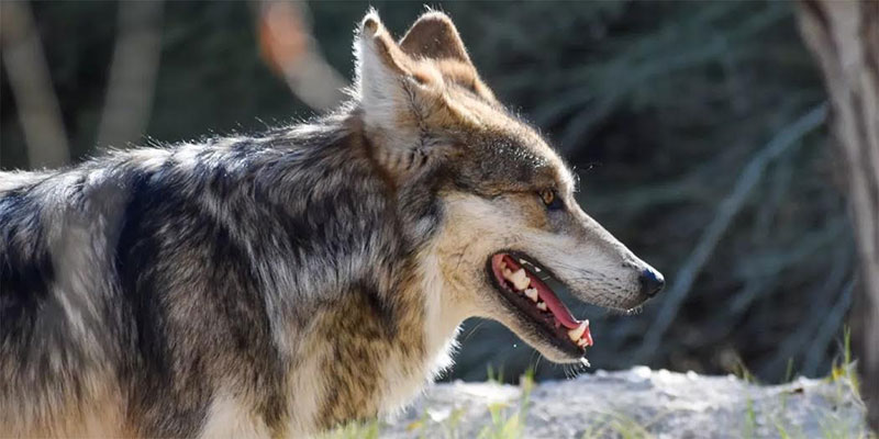 El lobo mexicano, especie en recuperación Foto: UAM