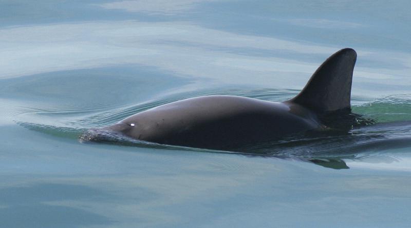 México: Buscan enganchar redes para salvar a vaquita marina Foto: AP