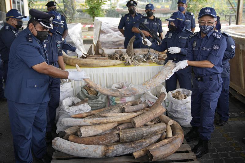 Malasia confisca restos de elefantes y pangolines Foto: AP