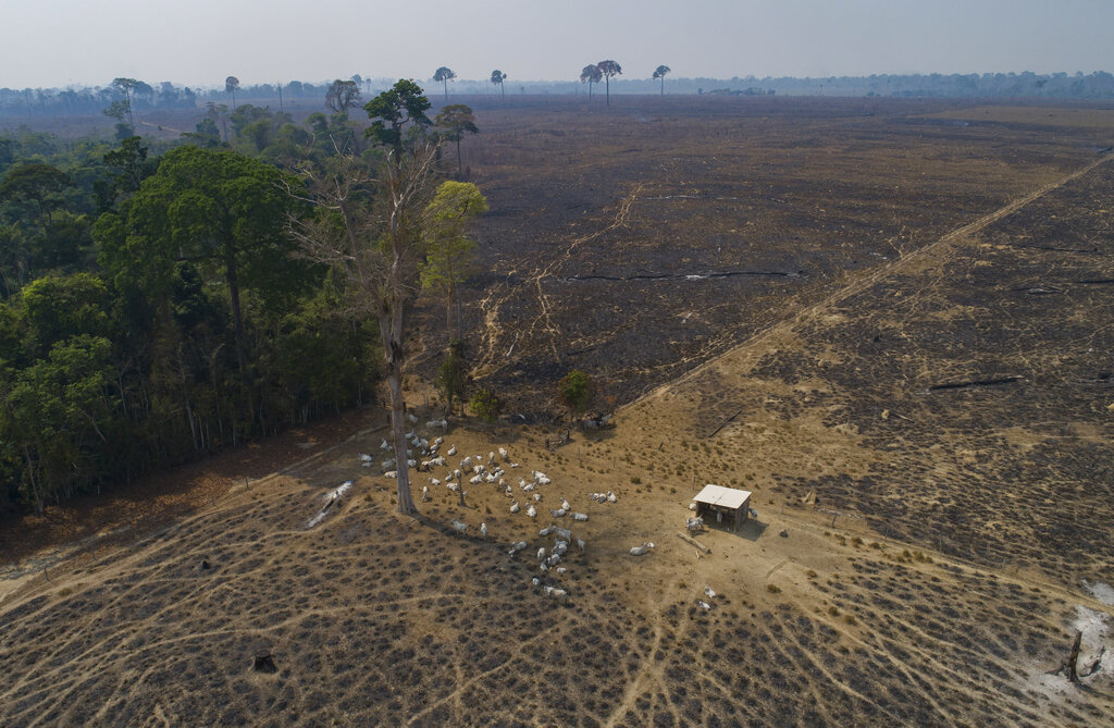 Brasil: Deforestación en Amazonía llega a niveles históricos
