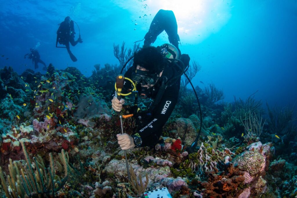 OCEANA llama a aumentar la zona de conservación del Área Natural Protegida 'Acerrife Alacranes' *FOTO OCEANA*