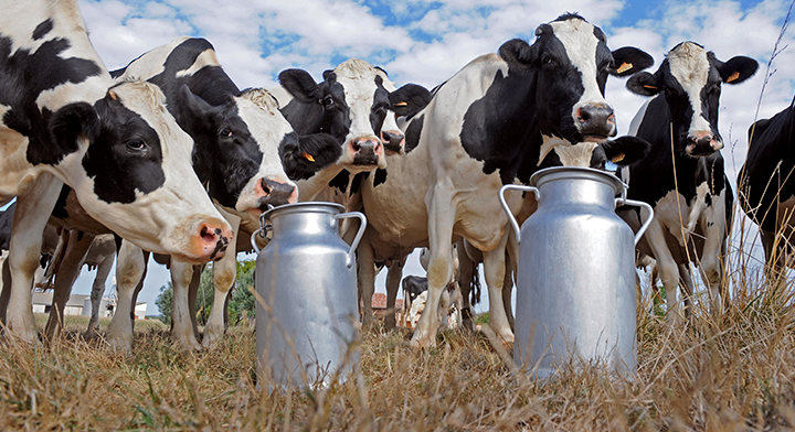 Pequeños productores de leche en riesgo de desaparecer por elevados costos de insumos Foto: Internet