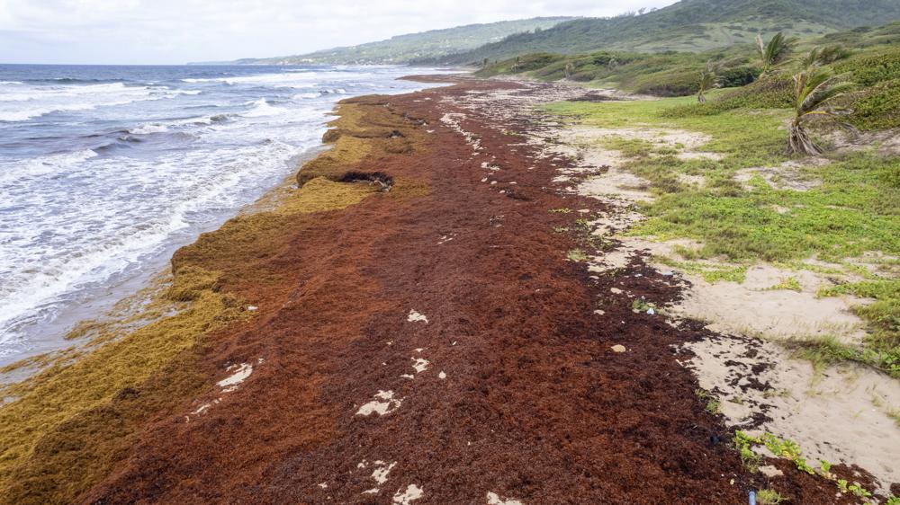Algas “devastadoras” asfixian las costas del Caribe Foto: AP