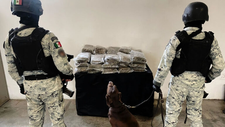 Binomio canino de la GN localiza 34 paquetes de marihuana en empresa de mensajería de NL