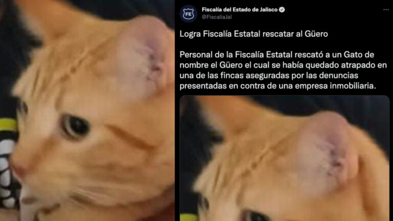En medio de ejecuciones, incendios, desapariciones y narcobloqueos, Fiscalía Jalisco presume rescate de gato