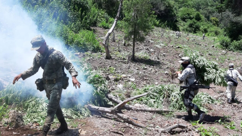 GN y Ejército localizan y destruyen plantío de 1400 metros cuadrados de marihuana en Jalisco