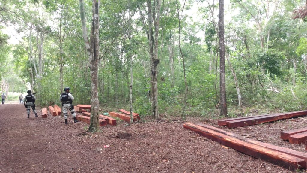 GN localizó 29 troncos de madera ilegal en comunidad ejidal Conhuas, Calakmul, Campeche