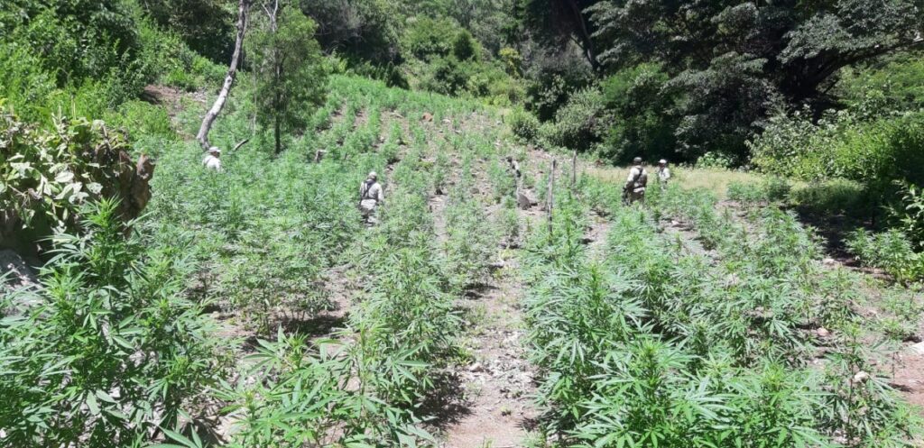 GN y Ejército localizan y destruyen plantío de 1400 metros cuadrados de marihuana en Jalisco