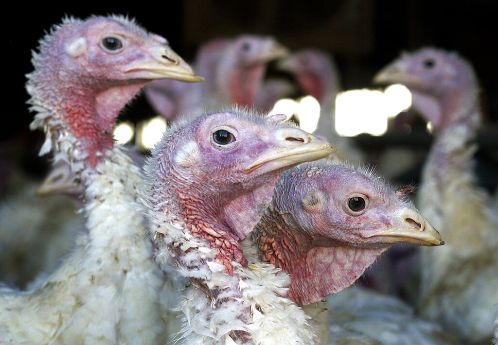 Reaparece la gripe aviar en la región centro-norte de EUA