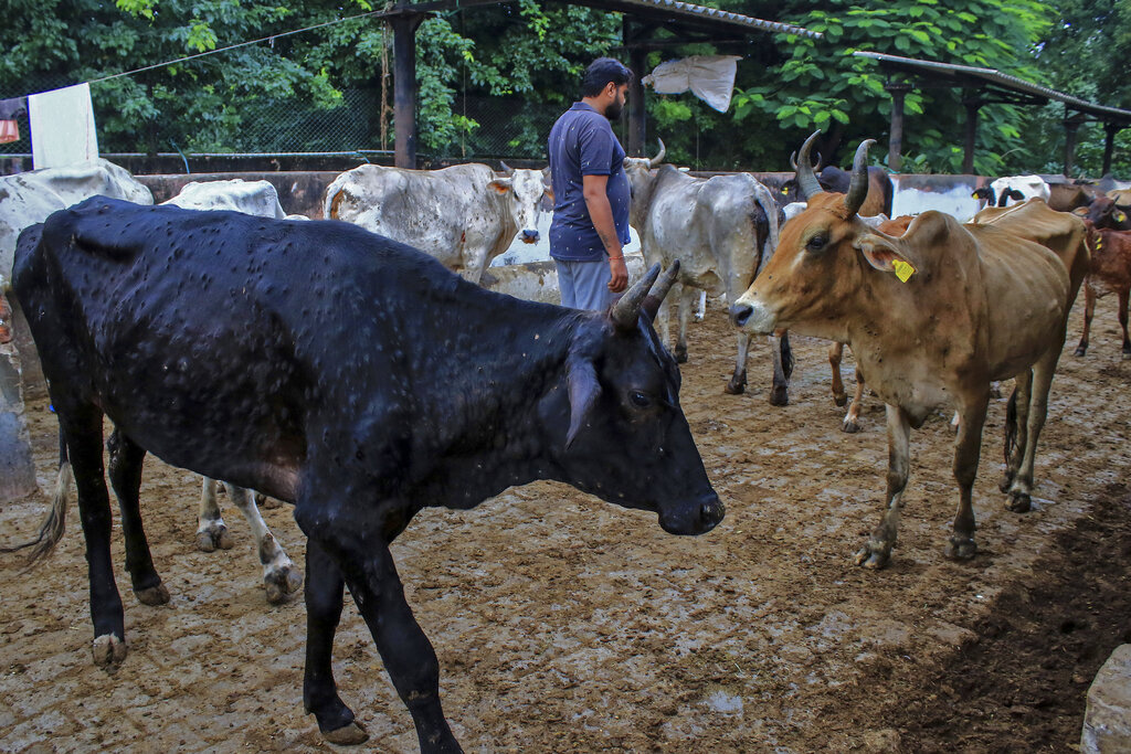 Virus ha matado 100.000 cabezas de ganado en la India