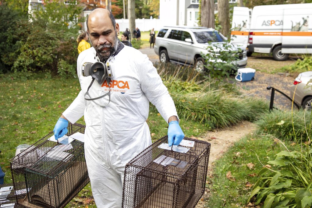 Rescatan a unos 300 animales hacinados en una casa de NY