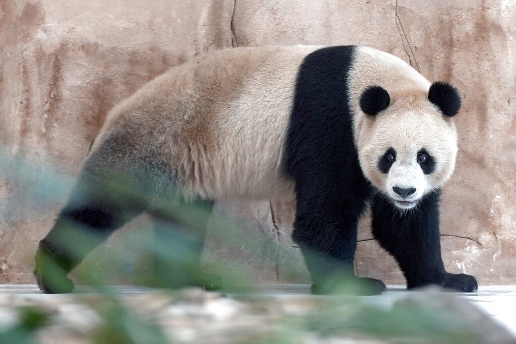 Llegan a Qatar los pandas regalados por China por el Mundial
