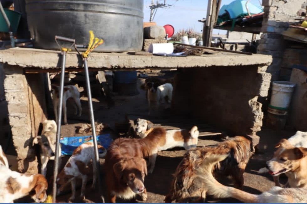 Rescataron a más de 70 perros en convertirse en carne para tacos en Nezahualcóyotl