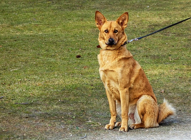 Congreso CDMX busca sancionar a quienes no paseen perros con correa en vía pública