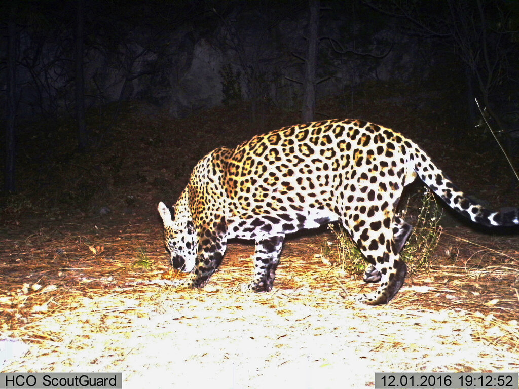 Ambientalistas quieren reintroducir al jaguar en EEUU