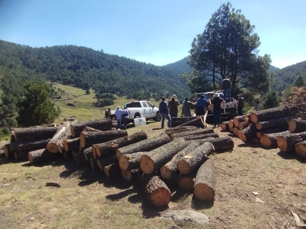 En Otzolotepec, Edomex aseguraron 104 troncos de pino talados de manera ilícita