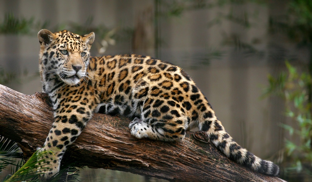 Urgen senadores detectar y evitar la cacería furtiva del jaguar