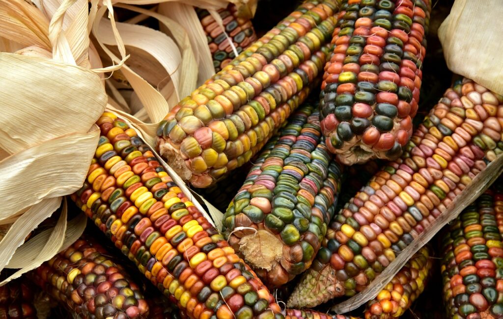 México y EEUU siguen enfrentados sobre importación de maíz