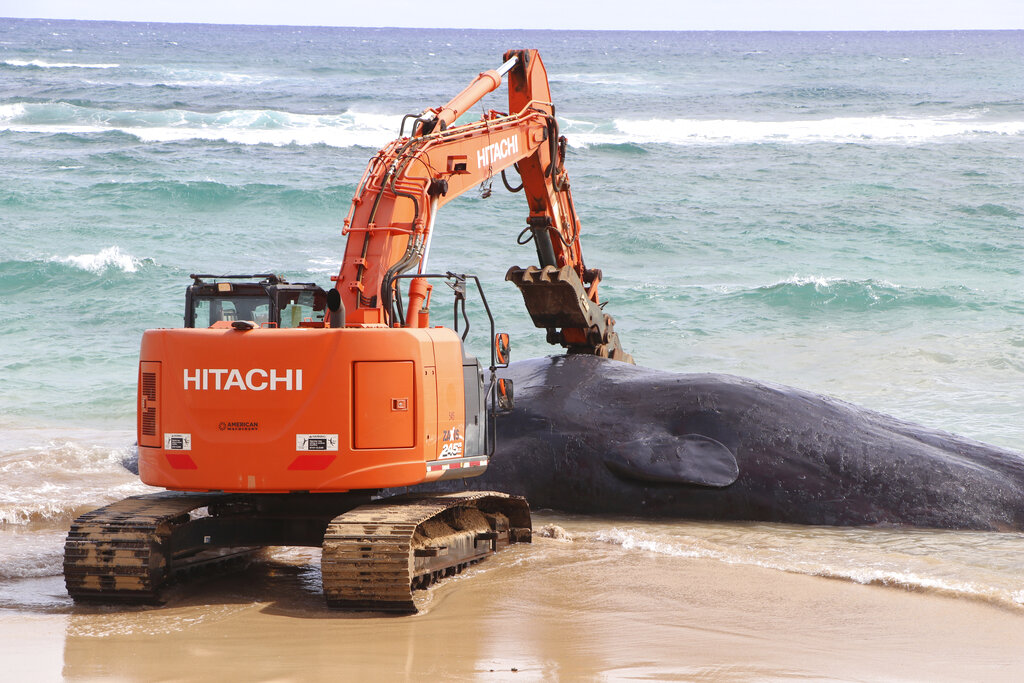 Ballena muerta en Hawai tenía plástico en el estómago