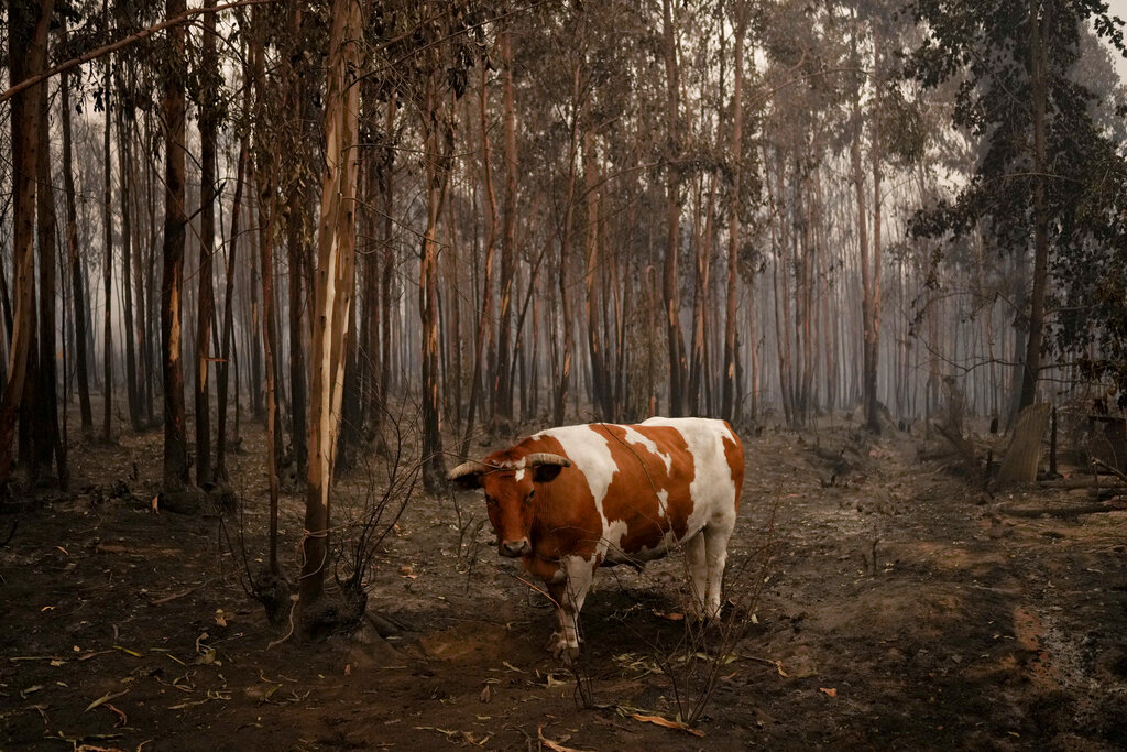 Chile: Incendios forestales no dan tregua, van 26 muertos
