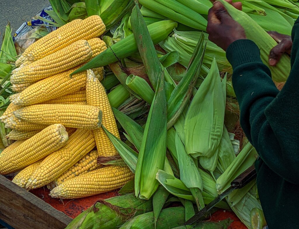 AMLO niega ruptura con Estados Unidos por prohibición de maíz transgénico