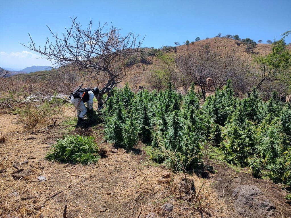 En Cotija, Michoacán destruyen plantío de marihuana