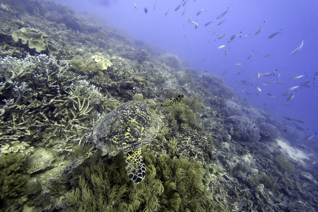 Naciones logran un acuerdo para proteger la vida marina
