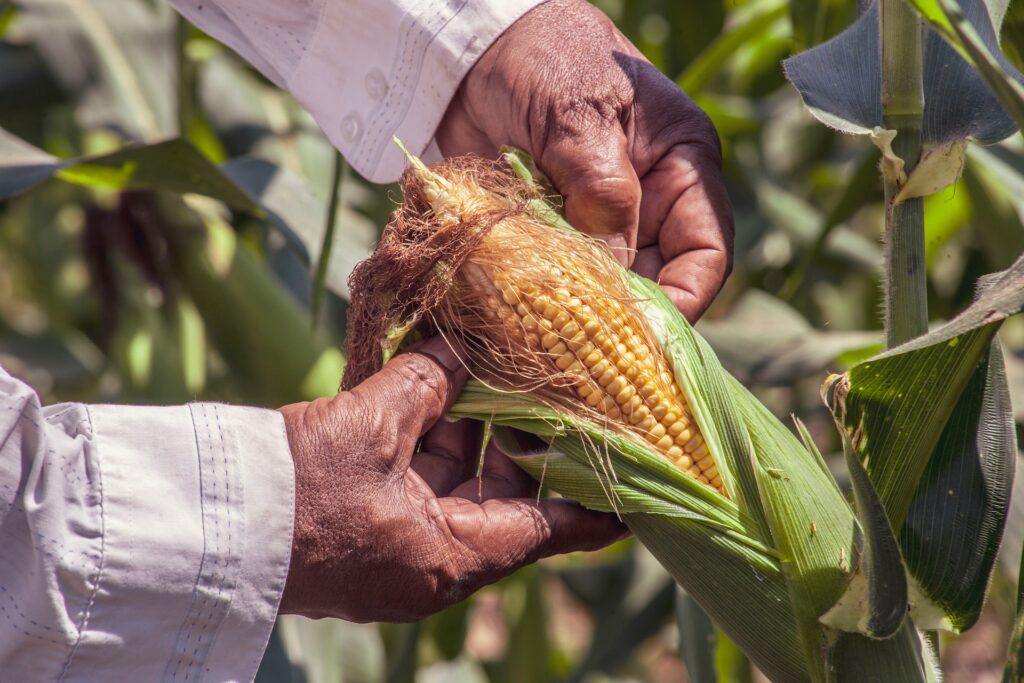México buscará acuerdo sobre maíz transgénico antes de ir a panel con Estados Unidos