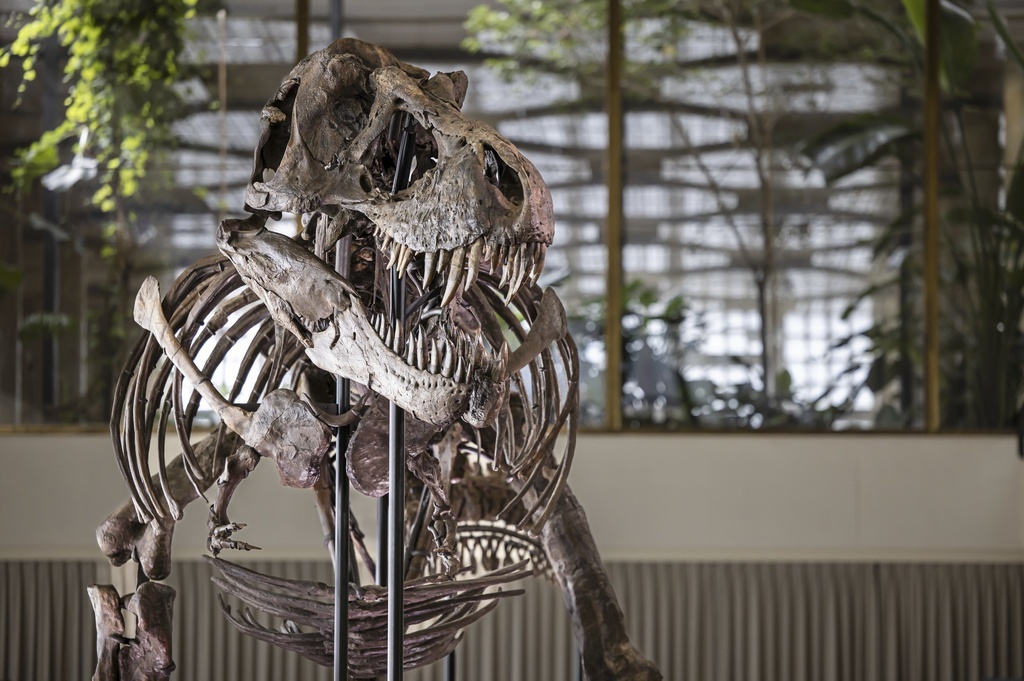 Subastan descomunal esqueleto de tiranosaurio rex en Suiza
