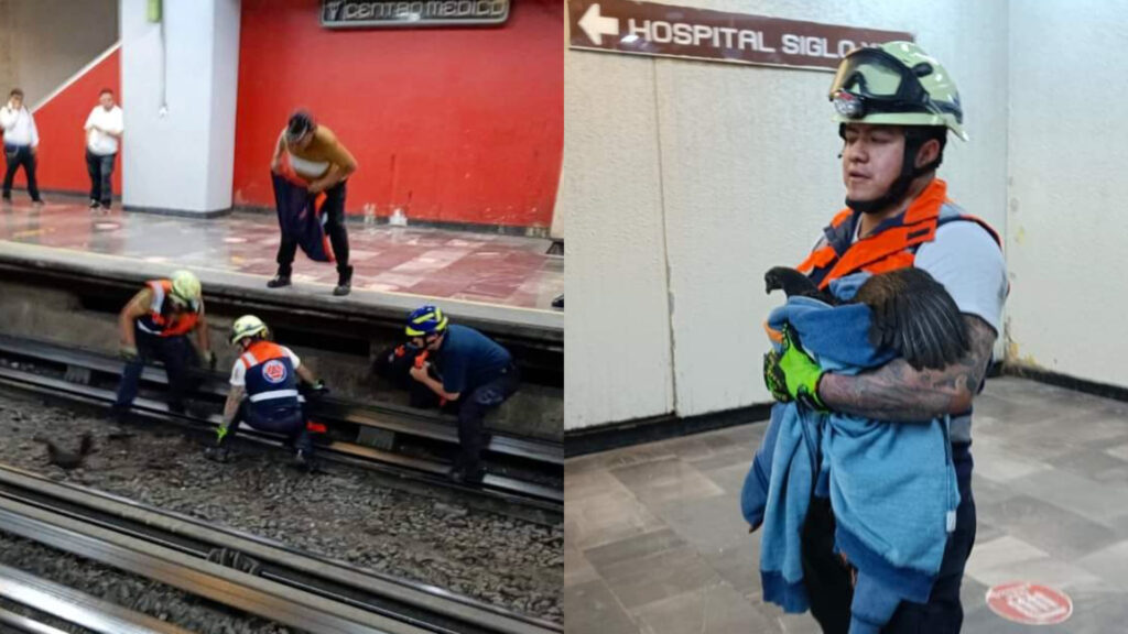 Último incidente en el metro de Ciudad de México: una gallina anda suelta