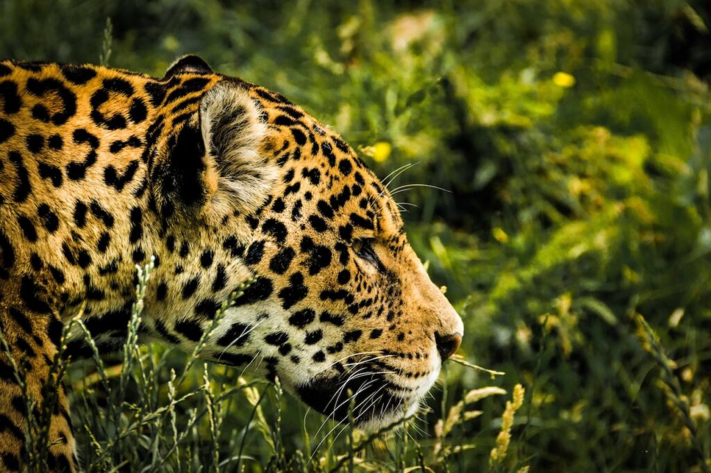 Huawei y sus socios anuncian hallazgos de conservación de la vida silvestre de Yucatán