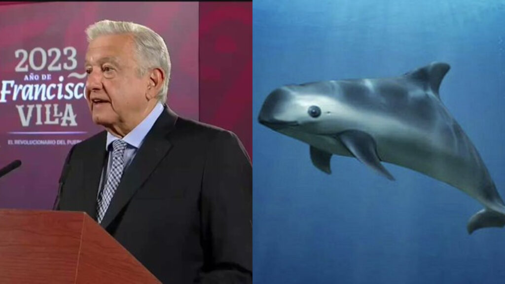 AMLO agradece a Biden perdonar sanciones por falta de protección a vaquita marina