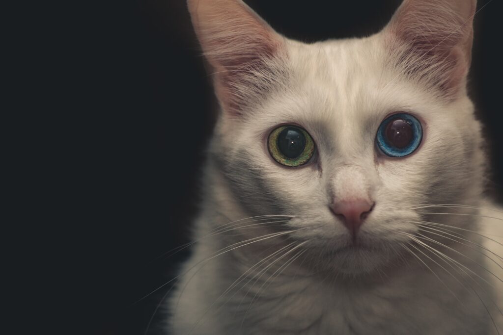 ¿Cómo funcionan los ojos de los gatos?