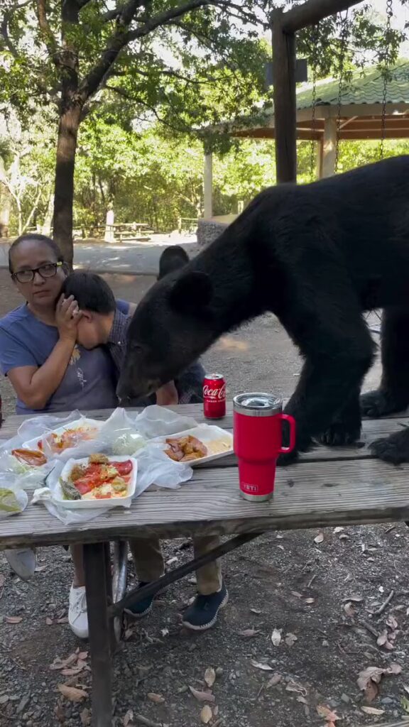 Madre protege a su hijo mientras un oso irrumpe en su día de campo y come tacos y enchiladas (Video)